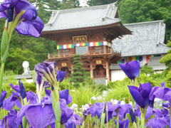 花しょうぶ2