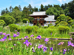 花しょうぶ5