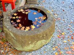 紅葉4