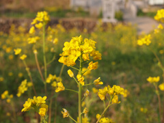 菜の花3