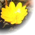 フクジュソウ(2月上旬〜3月中旬)