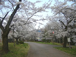 当館に続く道の桜並木