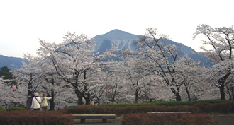 満開の桜と武甲山の共演