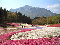 羊山公園 芝桜の丘（ちちぶ路の花）