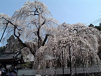 清雲寺のしだれ桜（秩父路の花）