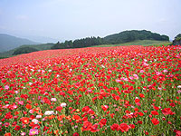 彩の国ふれあい牧場のポピー（秩父路の花）