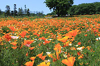 長瀞ハナビシソウ園（秩父路の花）