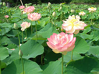 荒川日野の花ハス園（秩父路の花）